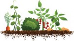 stock-illustration-8555134-vegetable-garden-1.jpg